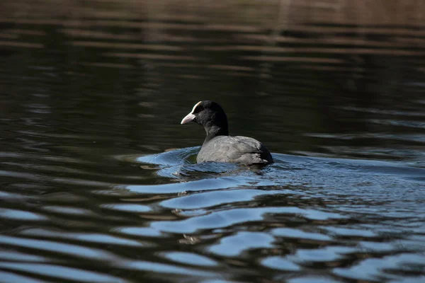 First Days Spring Ducks Swim Lake Sunny Day — Fotografia de Stock