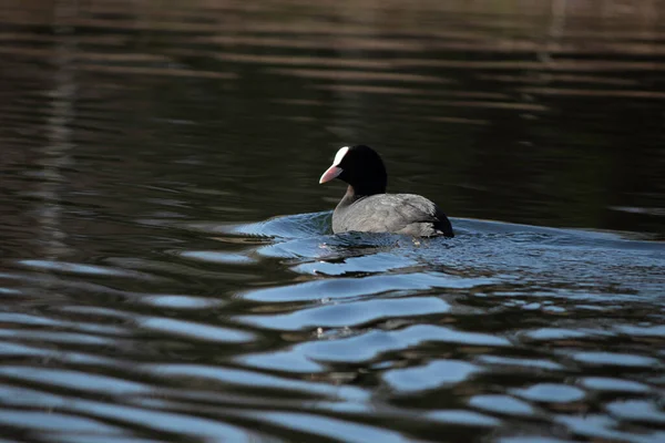 First Days Spring Ducks Swim Lake Sunny Day — Fotografia de Stock