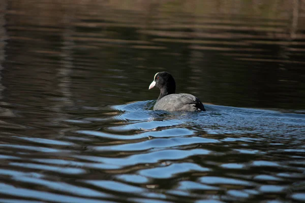 First Days Spring Ducks Swim Lake Sunny Day — Φωτογραφία Αρχείου