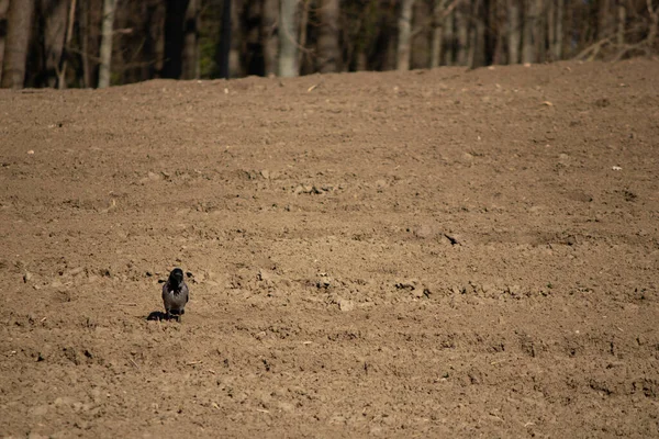 Crow Plowed Field Forest — Fotografia de Stock