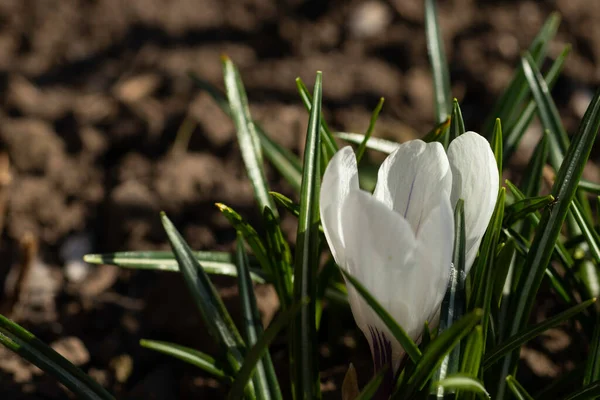 Weiße Schöne Blume Mit Grünen Blättern Schließen — Stockfoto