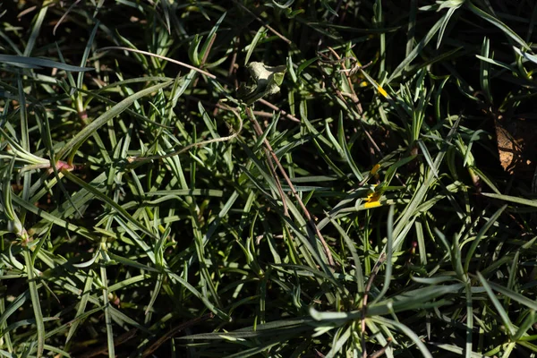 地面にある植物の緑のクモの巣は — ストック写真