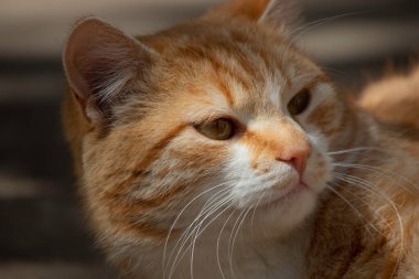 Kızıl kedi yazın yeşil bir çiçek tarlasında dinleniyor, evcil kızıl kedi.