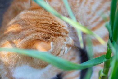 Kızıl kedi yazın yeşil bir çiçek tarlasında dinleniyor, evcil kızıl kedi.