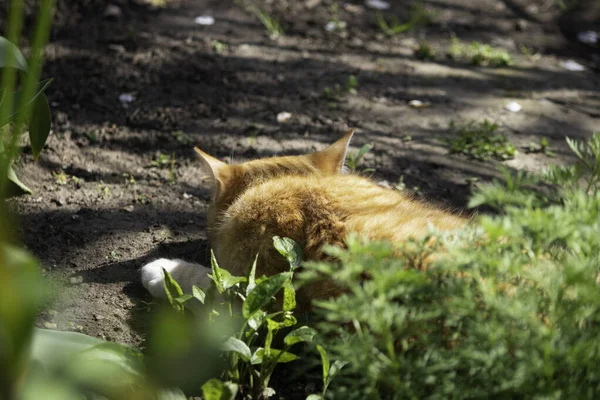 ginger cat is resting in a green flowerbed in summer, domestic ginger cat
