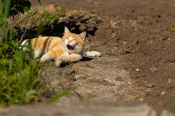 ginger cat is resting in a green flowerbed in summer, domestic ginger cat