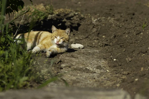 Gato Gengibre Está Descansando Canteiro Verde Verão Gato Gengibre Doméstico — Fotografia de Stock