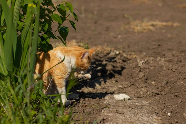 Rudy Kot Jest Odpoczynek Zielony Flowerbed Lecie Domowy Rudy Kot — Zdjęcie stockowe
