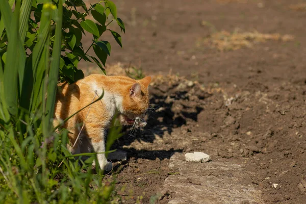 Rudy Kot Jest Odpoczynek Zielony Flowerbed Lecie Domowy Rudy Kot — Zdjęcie stockowe