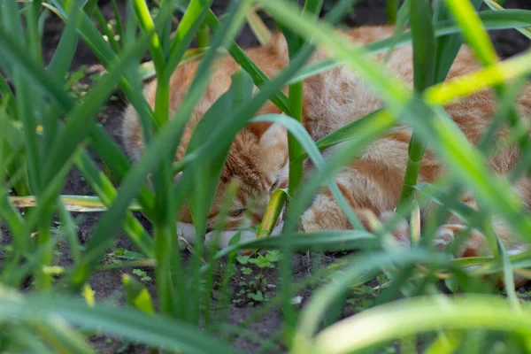 Rudy Kot Jest Odpoczynek Zielony Flowerbed Lecie Domowy Rudy Kot — Zdjęcie stockowe