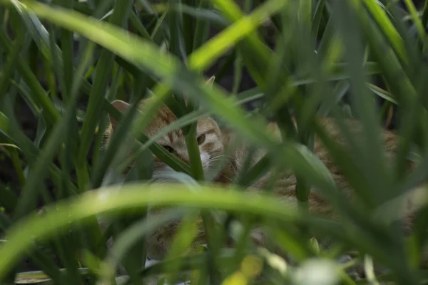 Імбирний Кіт Відпочиває Зеленій Клумбі Влітку Домашній Імбирний Кіт — стокове фото
