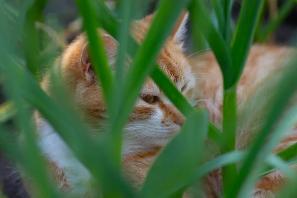 Ginger Cat Resting Green Flowerbed Summer Domestic Ginger Cat — Stock Photo, Image