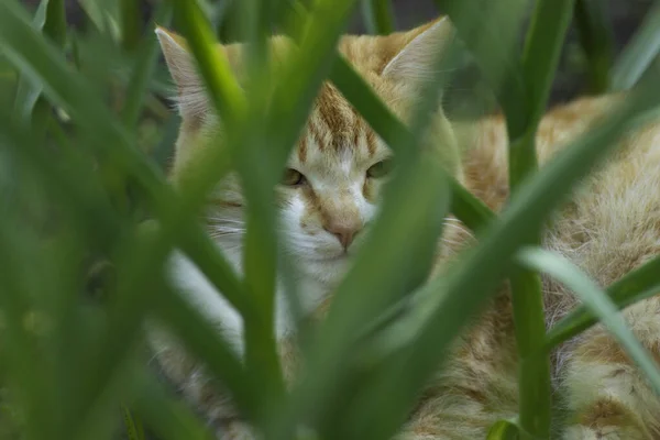 ginger cat is resting in a green flowerbed in summer, domestic ginger cat