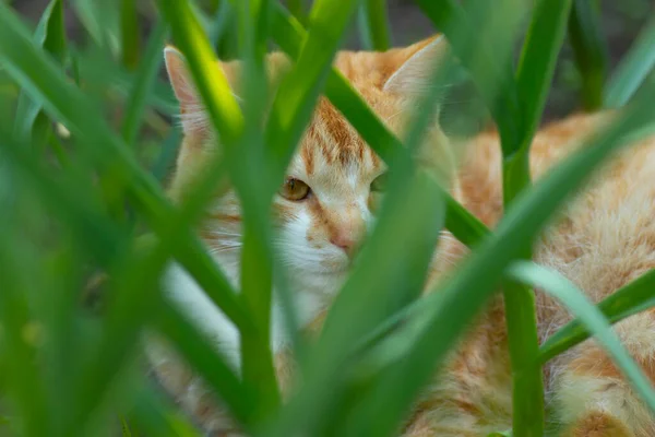 夏天的时候 姜猫在绿色的花坛上休息 家养姜猫 — 图库照片