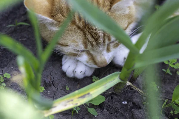 Ginger Cat Resting Green Flowerbed Summer Domestic Ginger Cat — Stock Photo, Image