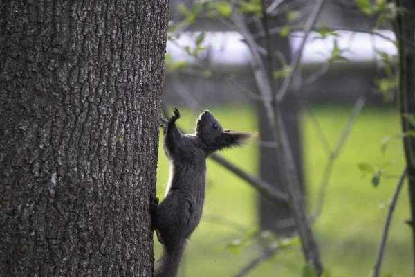 緑の葉の下の木の上の秋の茶色のリス公園を歩くリス — ストック写真