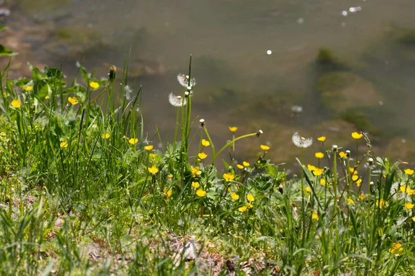 夏の日に川岸の黄色い花と緑の草は — ストック写真