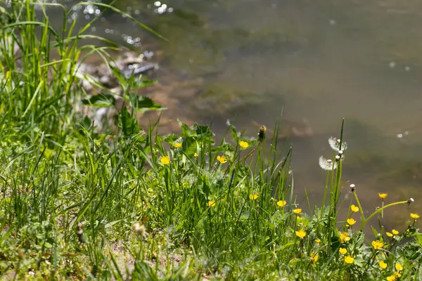 夏の日に川岸の黄色い花と緑の草は — ストック写真