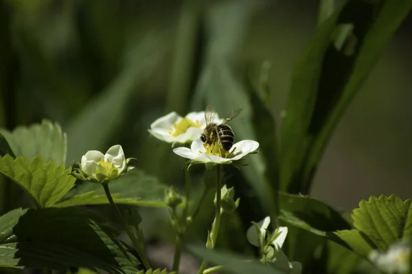 insects on strawberry flowers, white strawberry flowers and green leaves