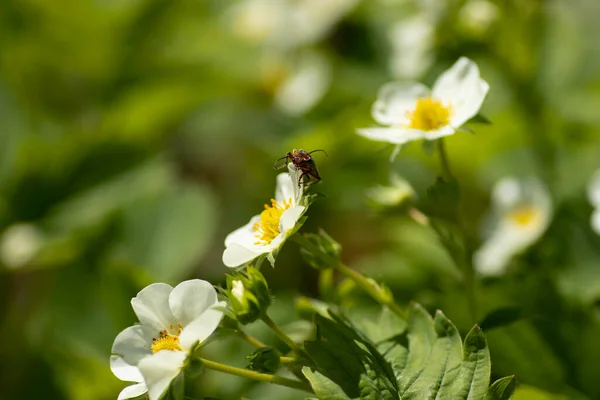 insects on strawberry flowers, white strawberry flowers and green leaves