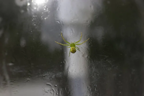 プラスチックボトルの上の小さな緑のクモ — ストック写真