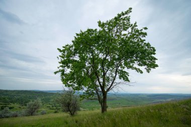 Gri bulutlu gökyüzünün altındaki bir tarlada yeşil yalnız ağaç