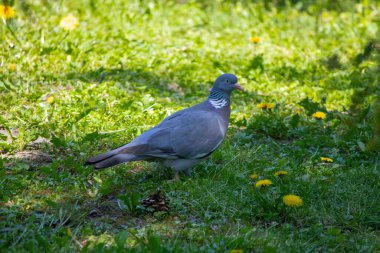 Gri güvercin yazın yeşil bir çayırda yürüyor.