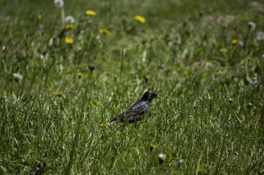 Küçük siyah kuş Yazın yeşil çimlerde yürüyor