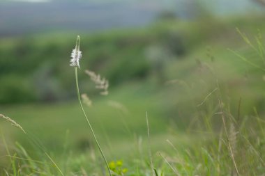 Yeşil bir alanın arka planında kabarık dikenler.