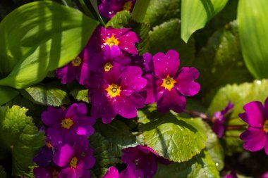 Baharda çiçek tarhında güzel mor çiçekler
