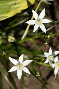 Küçük beyaz çiçekli yıldız yıldızları, yeşil yapraklar içinde yerde