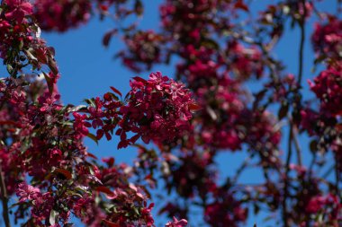 Mavi gökyüzünün altında ağaç dalları, ağaçta kırmızı yapraklar