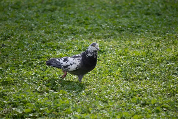 Paloma Gris Camina Prado Verde Verano —  Fotos de Stock