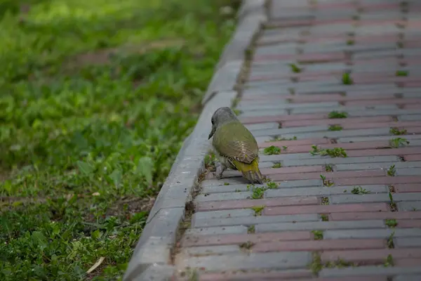 Uccello Cammina Lungo Sentiero Nel Parco — Foto Stock