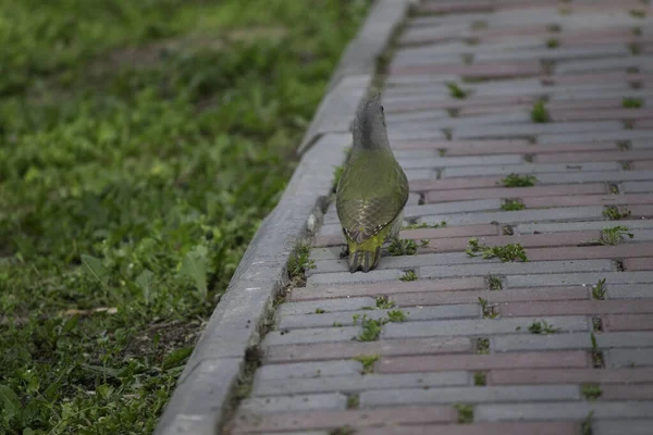Uccello Cammina Lungo Sentiero Nel Parco — Foto Stock