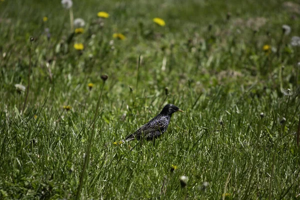 Pequeño Pájaro Negro Caminando Hierba Verde Verano —  Fotos de Stock