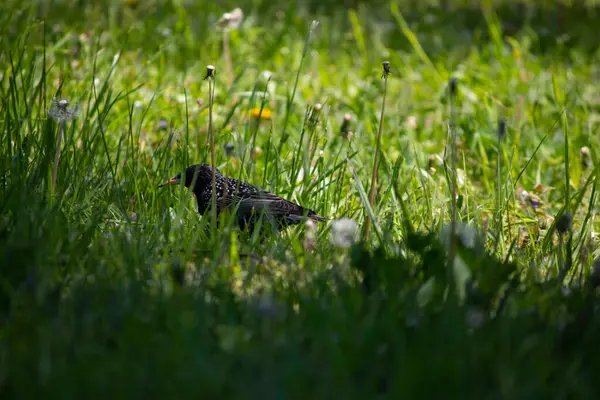 Pequeño Pájaro Negro Caminando Hierba Verde Verano —  Fotos de Stock