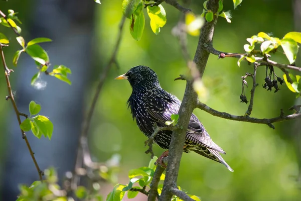 beautiful little bird on a tree branch with green leaves, little rook resting on a tree in summer