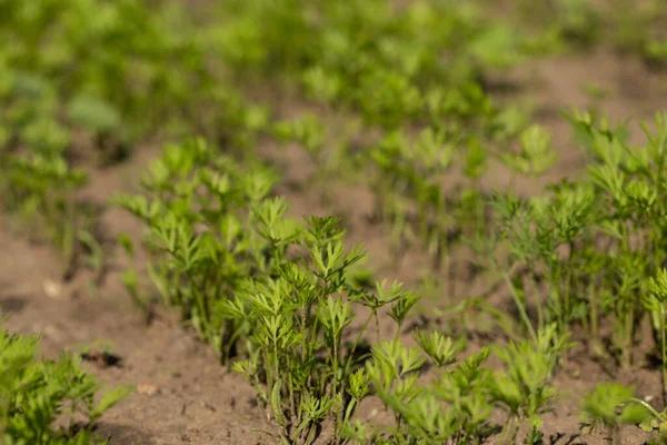 Verdes Colas Esponjosas Zanahorias Jardín Verano Crecen Una Fila — Foto de Stock