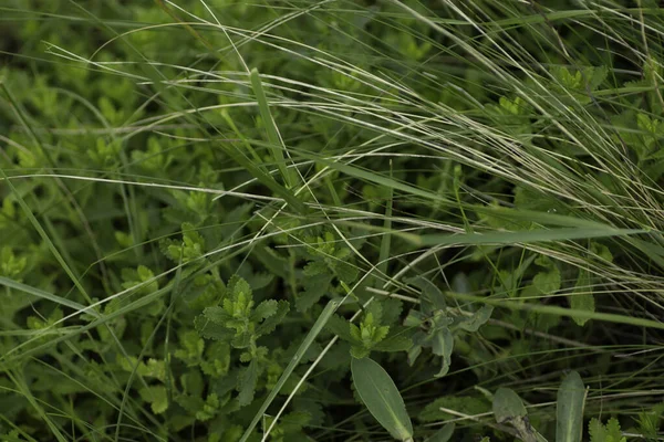 Green Small Wildflowers Close Young Plants Summer — Stock Photo, Image