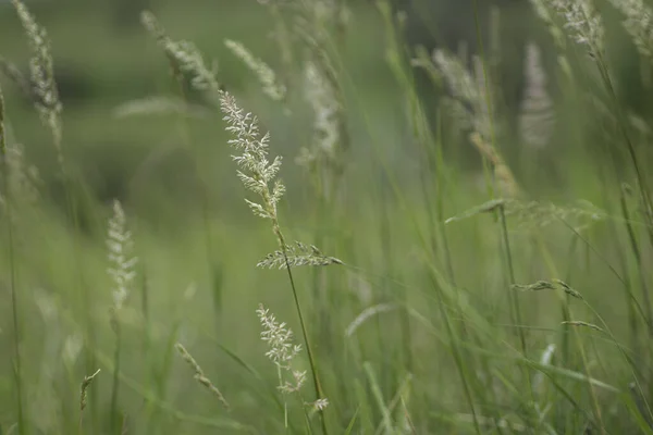 Fluffy Spikelets Close Background Green Field — Stock Photo, Image