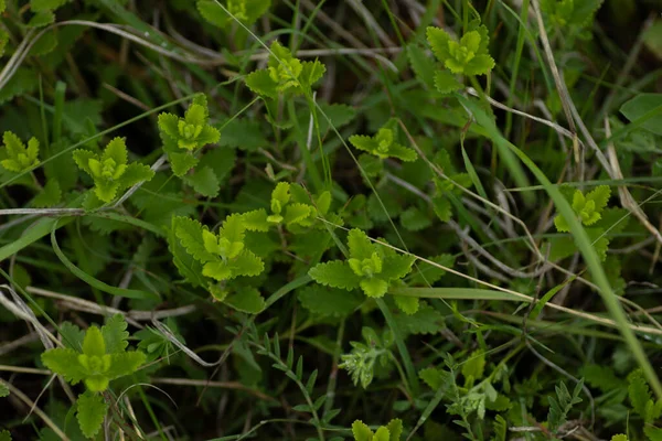Πράσινο Μικρά Αγριολούλουδα Κοντά Νεαρά Φυτά Καλοκαίρι — Φωτογραφία Αρχείου