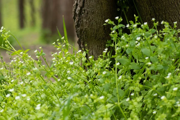 Vita Små Blommor Gröna Stora Blad Och Vita Blommor — Stockfoto