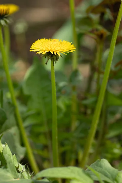 Žlutá Pampeliška Mezi Zelenými Listy Rostlinami Letní Slunečný Den — Stock fotografie