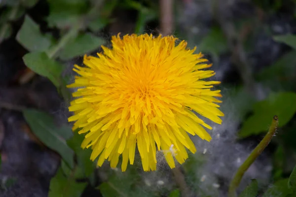 Bellissimo Dente Leone Giallo Lanugine Bianca Con Albero Intorno — Foto Stock