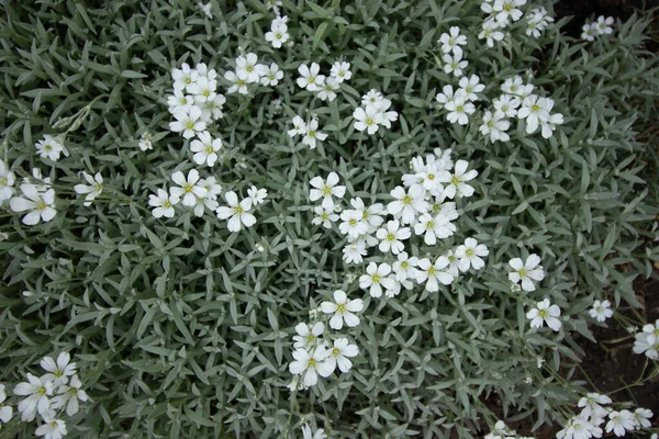 Pequenas Flores Brancas Folhas Cinza Verdes Asteriscos Flores Brancas — Fotografia de Stock