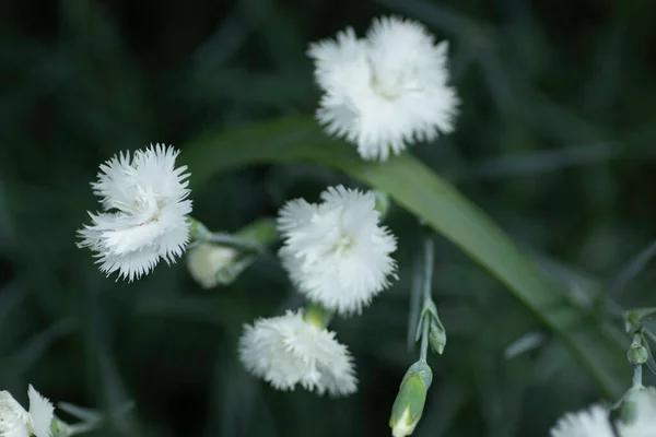 緑の葉の小さな白いカーネーション 花壇の若い花 — ストック写真