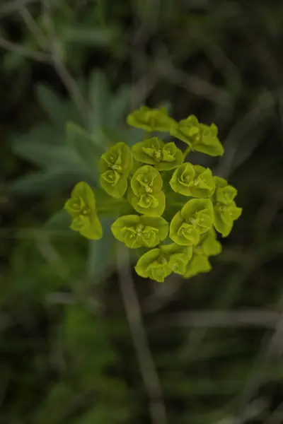 Zelené Malé Divoké Květiny Zblízka Mladé Rostliny Létě — Stock fotografie