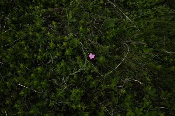 Bir Sürü Küçük Yeşil Çiçek Ortada Bir Pembe — Stok fotoğraf