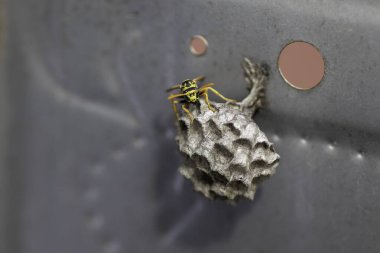 Eşek arısı ve evi metal bir kutunun içinde, küçük bir eşekarısı evi